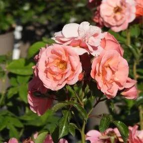 Fascination Floribunda Rose (Rosa Fascination) 4
